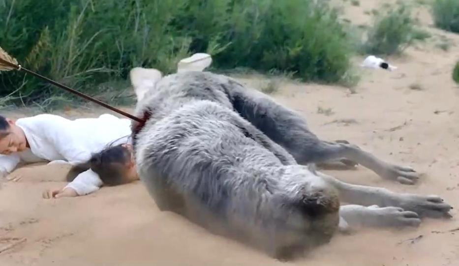 狼追人中箭倒地死亡