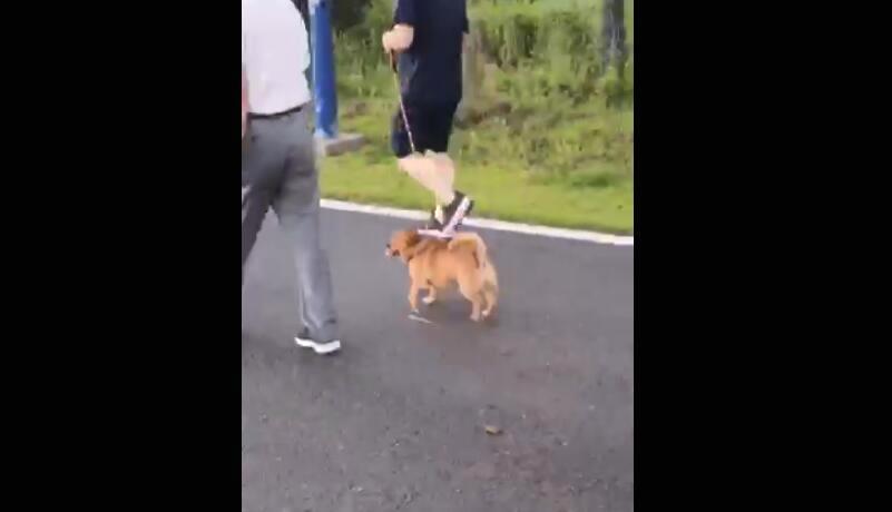 四足動物參考 四足動物參考
