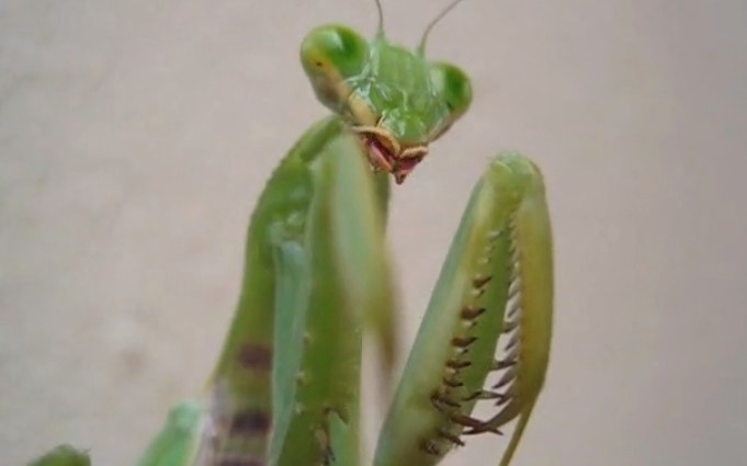 ew