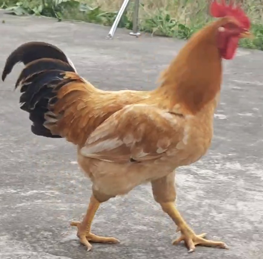 u·ą